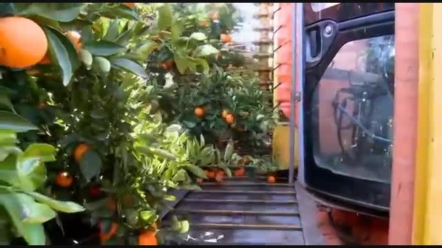 Citrus harvesting in Australia with a Nelson Harvester