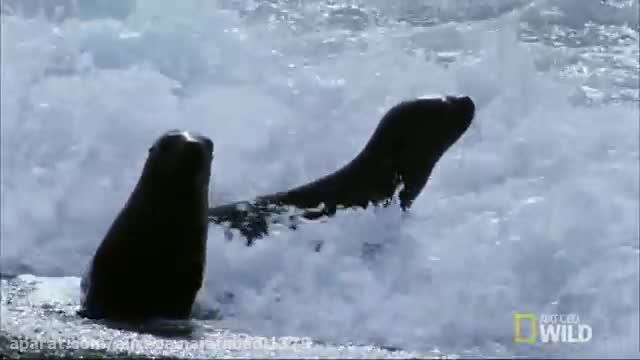 شکار شیر های دریایی از ساحل توسط وال قاتل