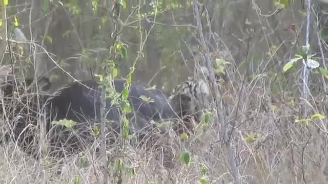 شکار بوفالو هندی توسط ببر