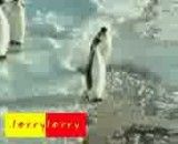 پنگوئن عوضی