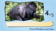 آموزش فرانسه با ویدیو 12 (حیوانات جنگل)