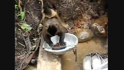 آموزش ظرف شویی توسط میمون