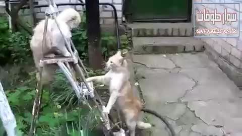 درگیری وحشیانه گربه ها!