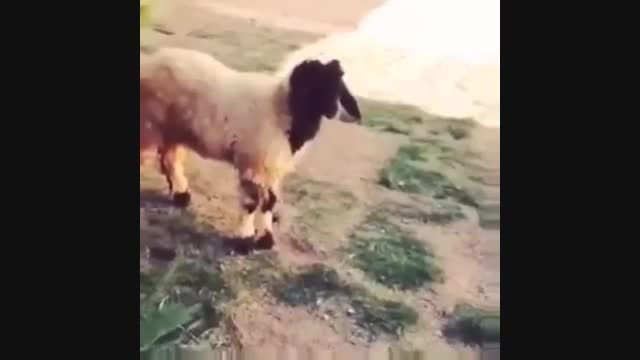 گوسفند بدبخت