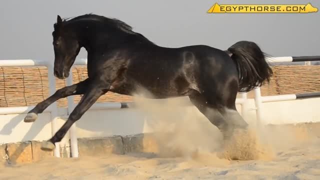 زیباترین اسب عرب