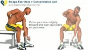 Concentration curls - Biceps Exercises