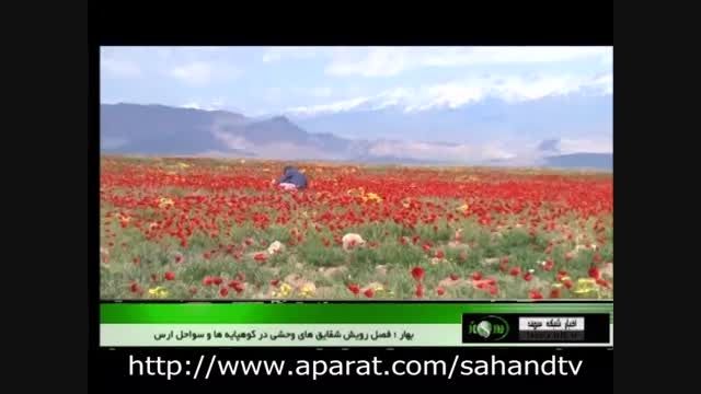شقایق زارهای زیبا و بهاری طبیعت ارس در آذربایجان شرقی