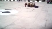 آمدن گوسفند به داخل زمین فوتبال دبیرستان عمار