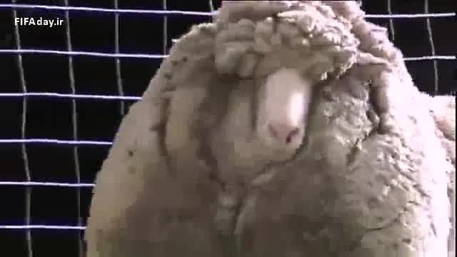 پشمی ترین گوسفند دنیا( مرتیکه منحرف!!!)