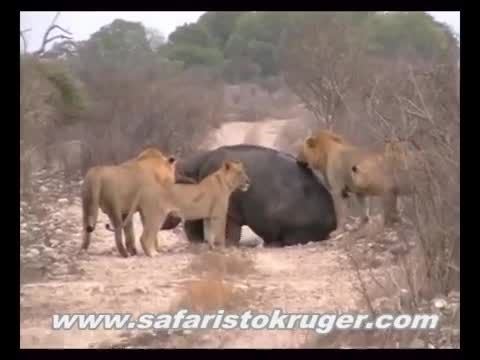 حمله شیرها به اسب ابی و بچه اش