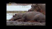 Hippopotamus (مـجله اینـترنـتی هـفت سـیب)