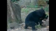 كشتی زیبای خرسای سیاه در باغ وحش