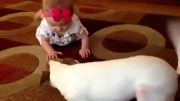 بازی سگ با بچه