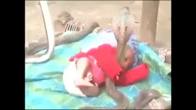 4 مار کبری در بالین یک نوزاد
