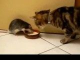 هم پیاله شدن موش و گربه