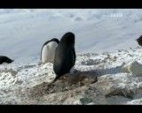پنگوئن دزد