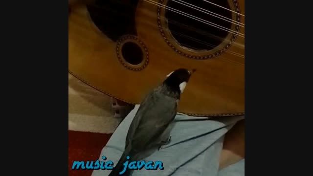 musicjavan(موزیک جوان): اجرای زیبا از امیرحسین ماهینی