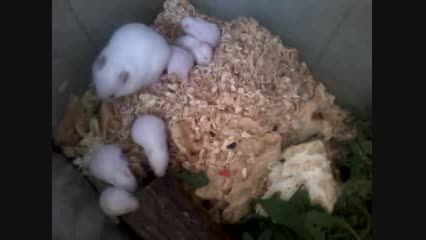همستر های من