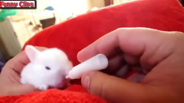 شیر خوردن جالب بچه خرگوش