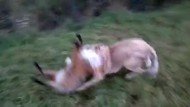 كشته شدن 2 روباه توسط سگ