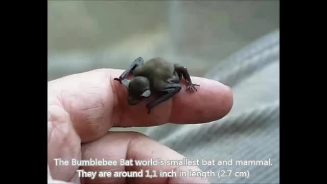 کوچک ترین حیوانات جهان