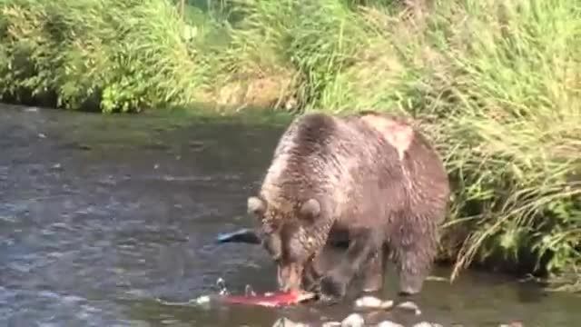 ماهی ازاد گیری خرسها واقعا تماشایی