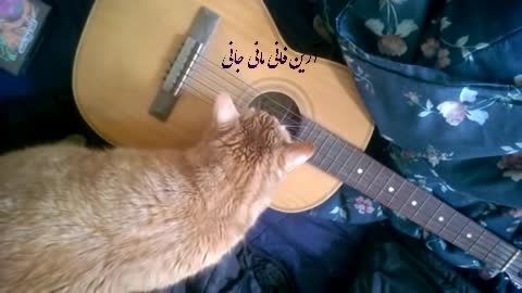 گربه با گیتار دندونشو تمیز می کنه