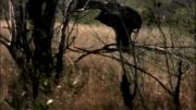 شکار ایمپالا در هوا توسط پلنگ