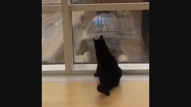 بازی گربه از پشت شیشه