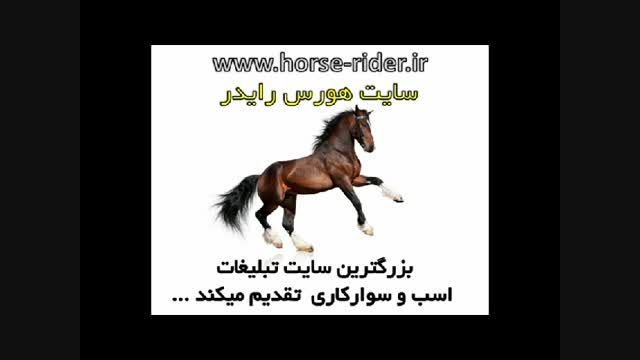 کره اسب عربی بسیار زیبا