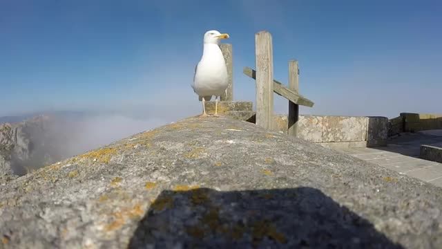 فیلم برداری هوایی مرغ دریایی با قاپیدن دوربین توریست