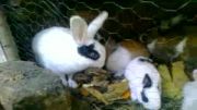 خانواده خرگوشها
