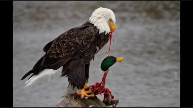 وحشتناک ترین حملات عقاب ها به حیوانات بزرگ