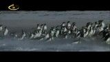 پنگوئن های شگفت انگیز۰۰۰۰