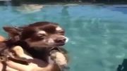 شنا کردن خنده دار توله سگ