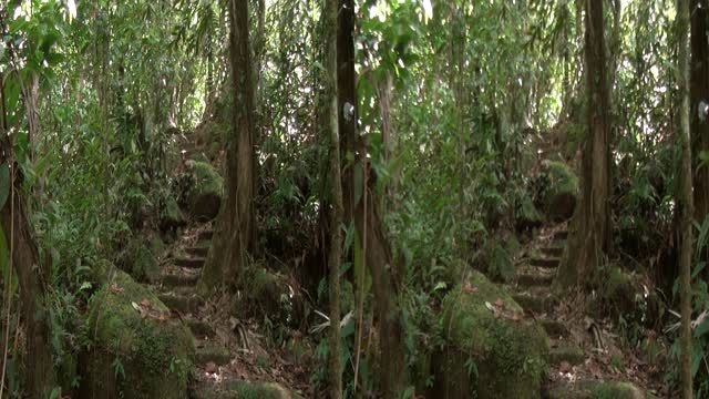دانلود مستند سه بعدی The Jungle 3D 2012
