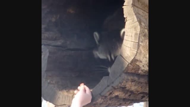 راکون ، raccoon