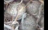 لانه ی چکاوک کاکلی Crested Lark Nest
