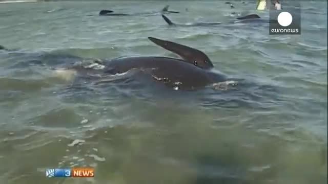 گرفتار شدن 200 نهنگ در ساحل نیوزلند