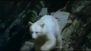 خرس سیاه با خز سفید