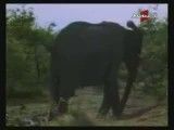 یه فیل در حال به دنیا اوردن بچش!