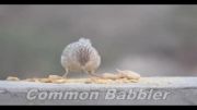 Common Babbler لیکو