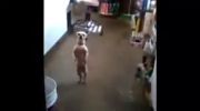 رقصیدن سگ با آهنگ انریکه