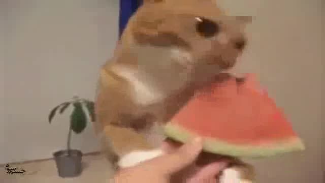 هندوانه خوردن گربه