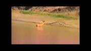 فیلم/ کمک اسب آبی به غزال در جنگ با تمساح