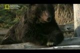 مستند خرس های خاکستری-National Geographic Grizzly Cauldron.flv