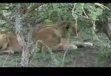 شکار یوزپلنگ توسط شیر