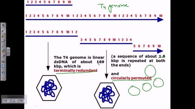 ساختار ژنومی فاژ T4