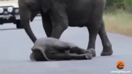 ویدیوبسیار عجیب و تاثیرگذار درباره کمک فیلها