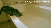 خنده دارترین گربه ها در آب